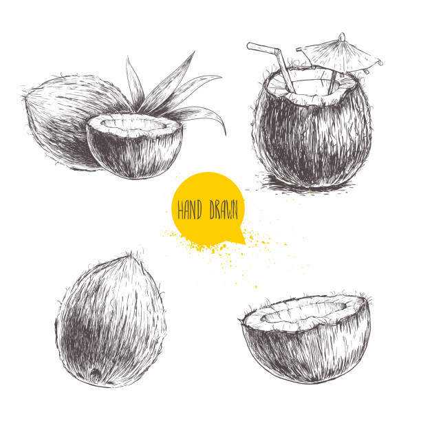 ilustrações, clipart, desenhos animados e ícones de conjunto de coco desenhado à mão. coquetel isolado no fundo branco. - coconut