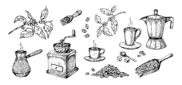 Hand drawn coffee process. Sketch of Arabica beans. Manual grinder and wooden scoops, geyser drink maker or metal cezve. Isolated plant branches. Cups for morning beverage, vector set