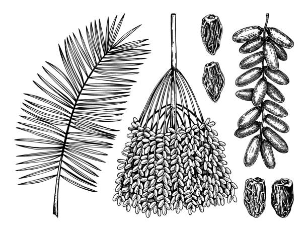 ilustrações de stock, clip art, desenhos animados e ícones de hand drawn dates palm and fruits set - date