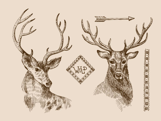 bildbanksillustrationer, clip art samt tecknat material och ikoner med hand drawn deer - whitetail