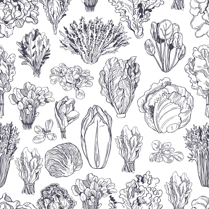 Hand drawn different kinds of lettuce. Vector  pattern