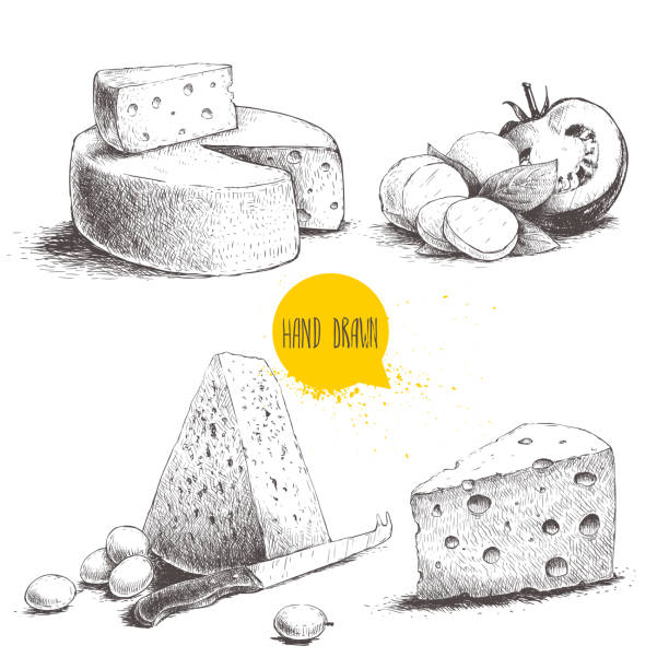 Hand drawn different type of cheese set Hand drawn different type of cheese set. Edam, mozzarella cheese with basil leafs and tomato, round cheese head, triangle of cheese. Vector organic food illustration. parmesan cheese illustrations stock illustrations