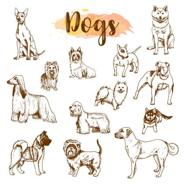Hand drawn dogs breeds set. Sketch of dog isolated on white background Vector Freehand drawing illustration in vintage style Hand drawn dogs breeds set. Sketch of dog isolated on white background Vector Freehand drawing illustration in vintage style French bulldog, dachshund, Husky, Yorkshire Terrier dog drawings stock illustrations