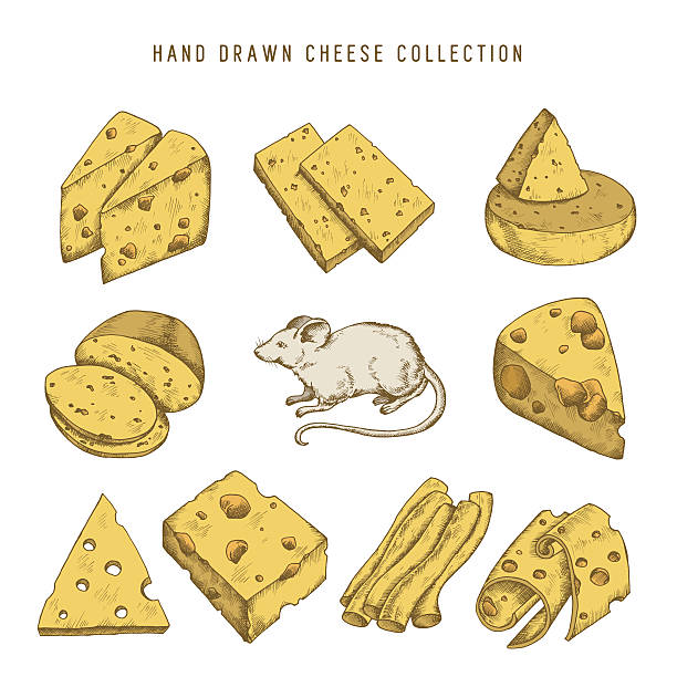 Hand drawn doodle cheese set Vector vintage illustration. Hand drawn doodle cheese set with different types of cheeses and mouse. Vector vintage illustration. cheese drawings stock illustrations