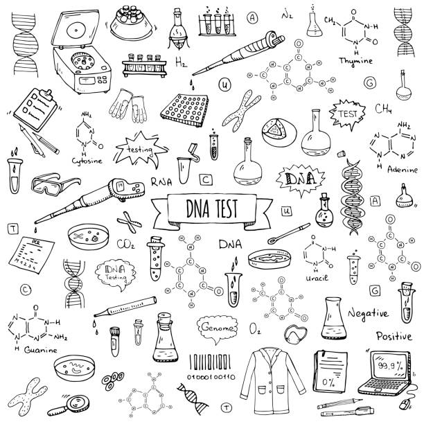 Hand drawn doodle DNA test icons set Hand drawn doodle DNA test icons set. Vector illustration. Medical lab symbol collection. Cartoon nano technology, medicine, genome elements: research tools, substance, molecules, nitrogenous bases dna borders stock illustrations