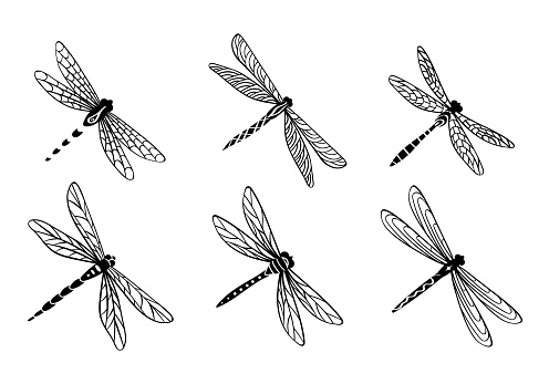 Hand drawn dragonfly set