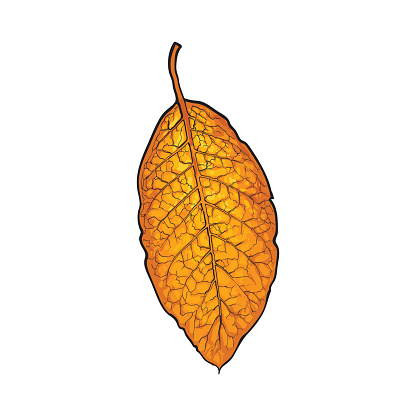 Hand drawn dry tobacco leaf, vector illustration on white background