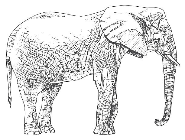 Elephant Side View Drawing Illustrations, Royalty-Free Vector Graphics ...