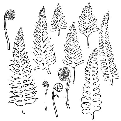 Hand drawn fern.   Vector sketch illustration