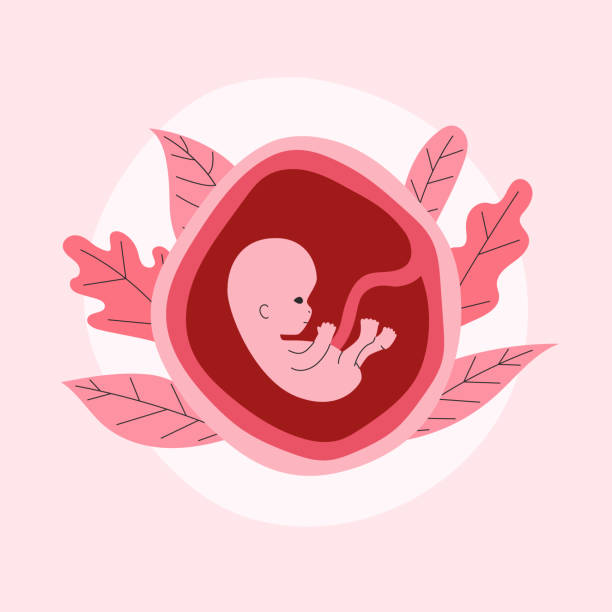 Placenta Pic Drawings Illustrations, Royalty-Free Vector Graphics ...