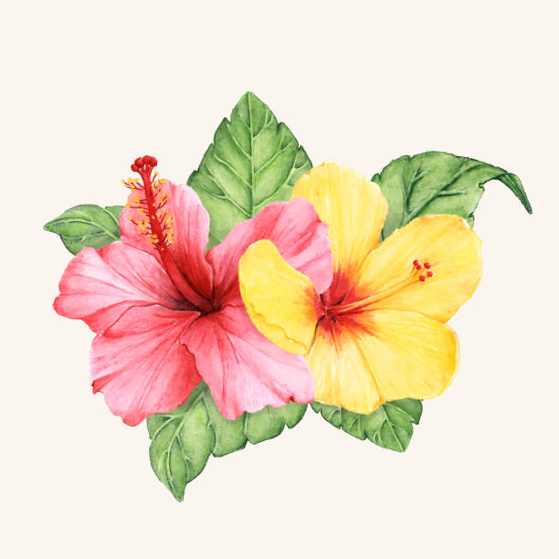 ハイビスカス イラスト素材 Istock ハイビスカス イラスト素材 Istock