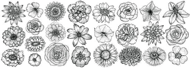 Hand drawn flowers, vector illustration. Floral vintage sketch. Hand drawn flowers, vector illustration. Big set of different types garden flowers in sketch style. flowers tattoos stock illustrations