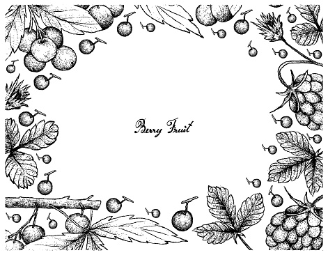 Hand Drawn Frame of Arctic Bramble and Allophylus Edulis Berries