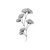 Hand drawn black ginkgo biloba branch illustration on white background