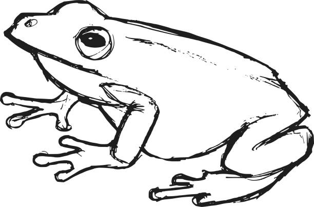 hand drawn, grunge, sketch illustration of tree frog tree frog, illustration of wildlife, zoo, wildlife, animal of rainforest tree frog drawing stock illustrations