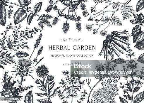 istock Hand drawn herbal plants banner. 1313564315