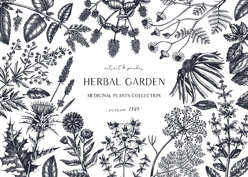 Hand drawn herbal plants banner.