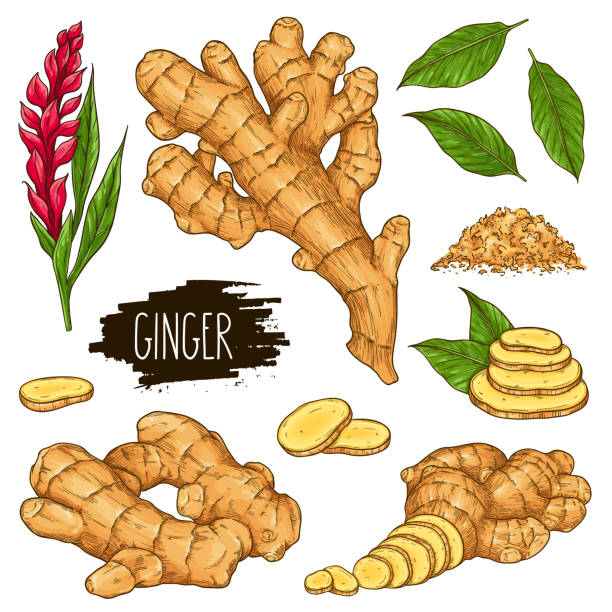 Hand drawn herbal set of ginger isolated on white background Hand drawn herbal set of ginger root, slices pieces, powder, leaves and flower isolated on white background with label. Design for shop, market, book, menu, poster, banner. Vector sketch illustration ginger spice stock illustrations