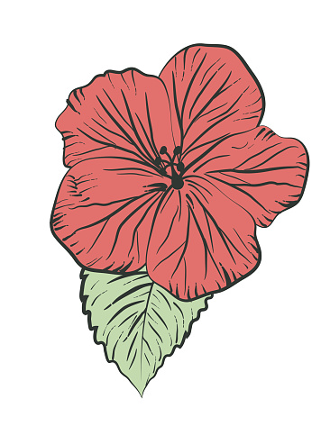 Hand Drawn Hibiscus Flower
