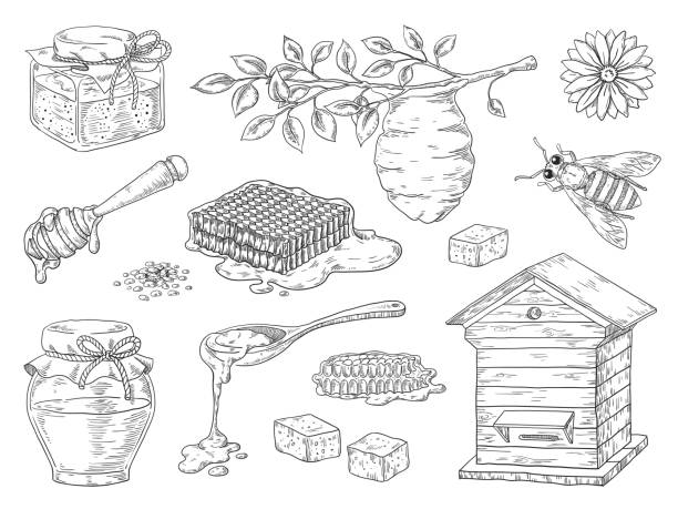 illustrations, cliparts, dessins animés et icônes de miel dessiné à la main. abeilles vintage en nid d’abeille et miel pot croquis éléments, doodle fleurs et cire d’abeille. produit de miel biologique vectoriel - hand draw jar