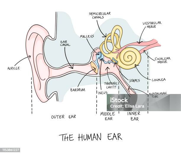 Diagram Of The Human Inner Ear - Diagram Media