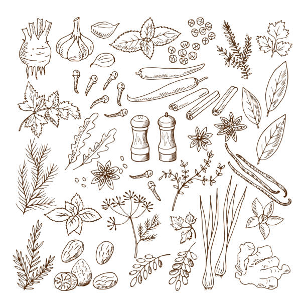 Hand drawn illustrations of different herbs and spices. Vector pictures set isolate on white Hand drawn illustrations of different herbs and spices. Vector pictures set isolate on white. Herb spice ingredient, natural organic rosemary and mint condiment stock illustrations