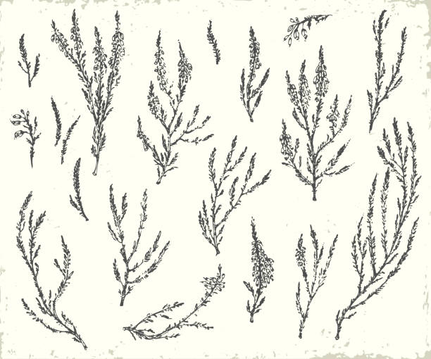 Hand drawn ink botanical illustration. Hand drawn ink botanical illustration. Forest heather plant branches with leaves and flowers. Elements for ecological design. moss stock illustrations