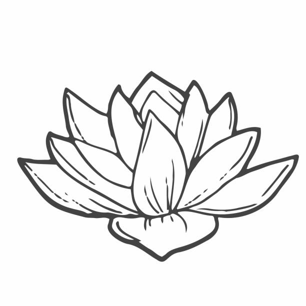 handgezeichnete tinte blumenornament mit blumen lotus. vektor eps 10 - papier blumen studio stock-grafiken, -clipart, -cartoons und -symbole