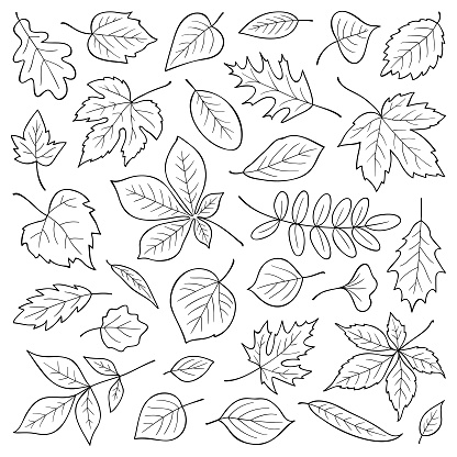 Set of hand drawn leaves. Vector illustration.