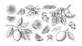 istock Hand drawn lemon. Vintage lime orange or lemon fruits blossom and branches for juice label. Vector outline food sketch 1216241345