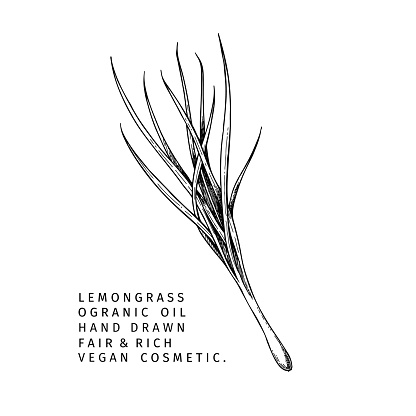 Hand drawn lemongrass branch. Vector floral engraved illustration. Cosmetic and medical essential oil. Healthcare, beauty ingredient. Cosmetic package design, medicinal herb, treating, aromatherapy.