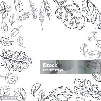 istock Hand drawn  lettuce. Vector  background. 1265945913