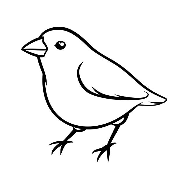 Hand drawn line sparrow vector sketch illustration Hand drawn sparrow. Line art design silhouette. Vector sketch illustration bird drawings stock illustrations