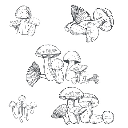 Hand drawn  mushrooms.   Vector  illustration.