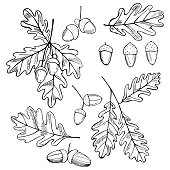 istock Hand drawn oak leaves and acorns. 1204894681