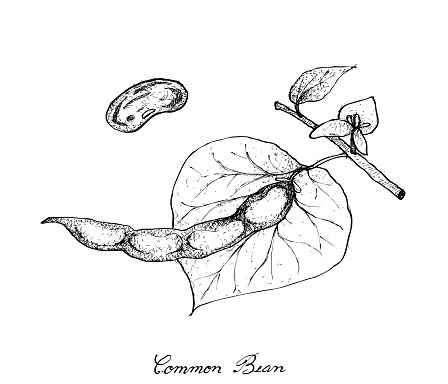 Hand Drawn of Common Bean Plants on White Background