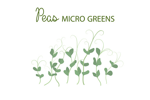 Hand drawn peas microgreens. Healthy food. Pea Sprouts with green leaves isolated on white background.