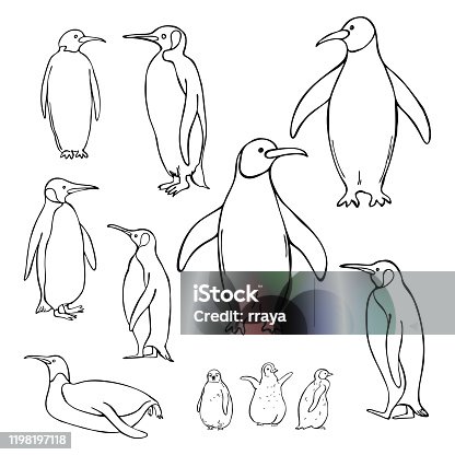 istock Hand drawn penguins. Vector sketch  illustration. 1198197118