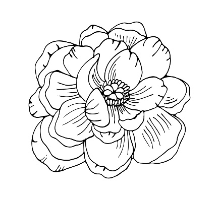 Hand Drawn Peony Flower Outline Vector Floral Illustration Botanical ...