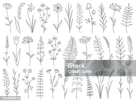 istock Hand drawn plants 1266986376