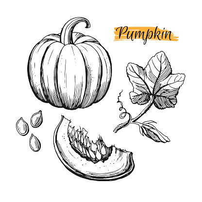 Hand drawn pumpkin harvest elements isolated on white background.