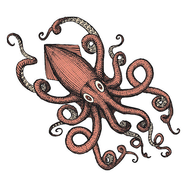 Squid Clip Art, Vector Images & Illustrations - iStock