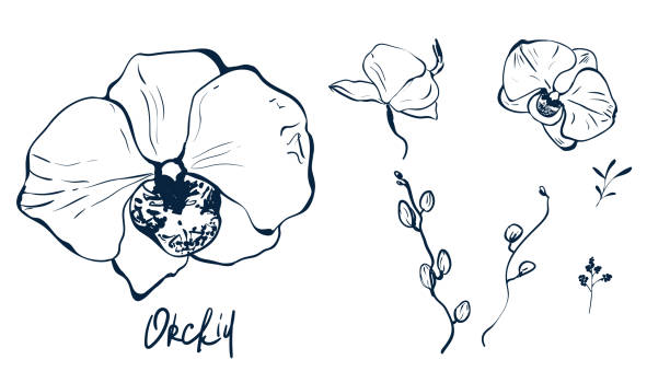 151 Cattleya Orchid Drawing Illustrations Clip Art Istock