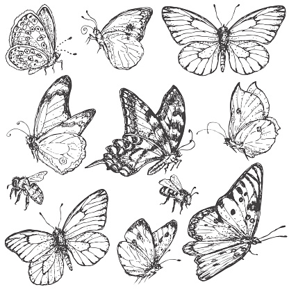 Hand drawn set of butterflies and bees.
