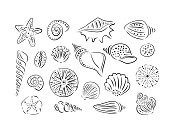 Hand drawn set of various seashells hedgehogs and starfishes. Vector art illustration. Outline, line ink style