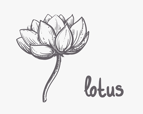 Hand drawn sketch black and white of lotus flowers, petal, leaf. Vector illustration. Elements in graphic style label, card, sticker, menu, package.