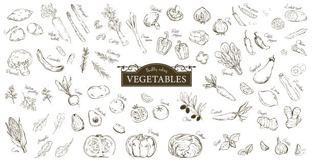 Hand drawn sketch illustration of vegetables. Hand drawn sketch illustration of vegetables. potato clipart stock illustrations