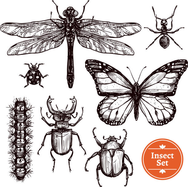 handgezeichnete skizze insekt set - schmetterling zeichnung stock-grafiken, -clipart, -cartoons und -symbole