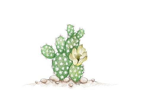 Hand Drawn Sketch of Opuntia Microdasys Cactus