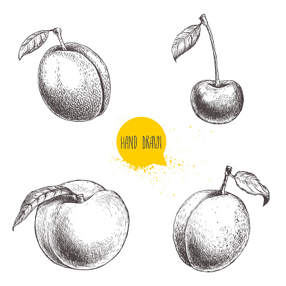 Hand drawn sketch style summer fruits set. Plum, apricot, cherry and peach. Healthy organic food. Farm market products. Best for package design. Vector illustration.